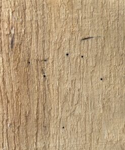 EIchenholz mit Wurmlöchern Close-Up