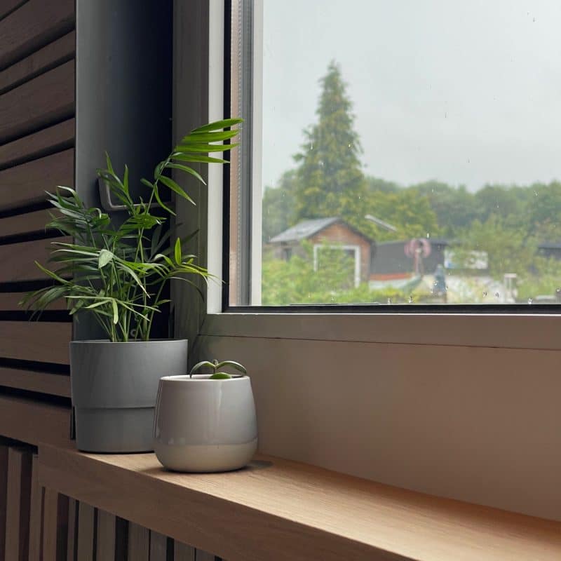 Zwei Zimmerpflanzen auf Holzfensterbank vor einem Fenster.