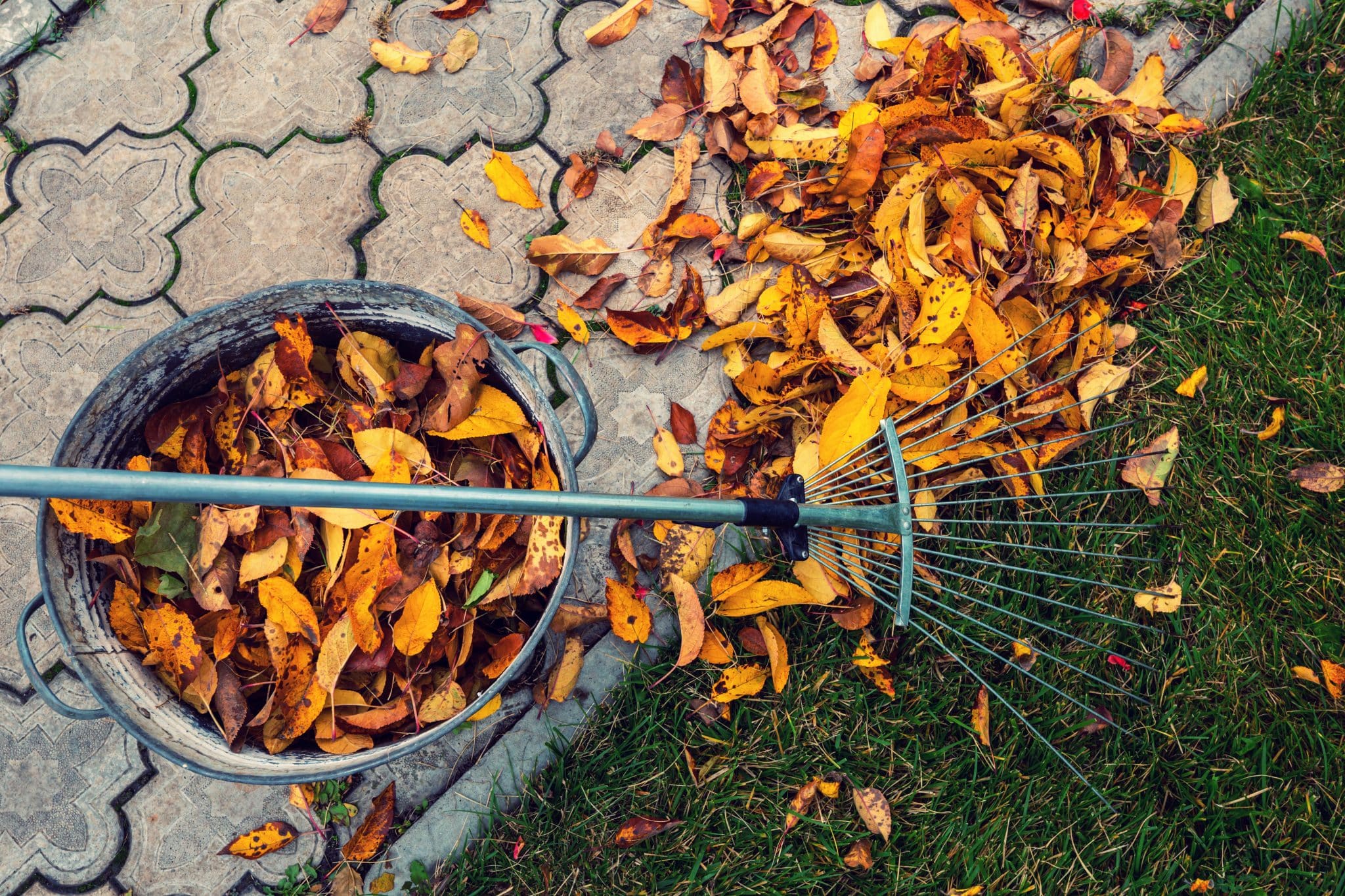 Metallrechen und Eimer mit gesammelten bunten Herbstblättern auf Rasen.