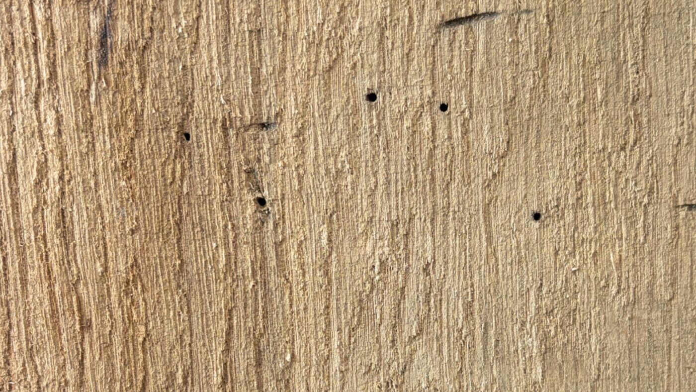 Nahaufnahme der Eiche Massivholz Altholzbohlen mit sichtbaren Wurmlöchern
