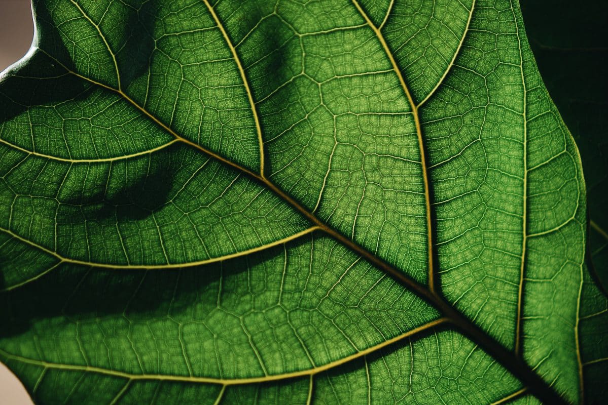 Nahaufnahme eines grünen Blattes mit sichtbaren Adern.