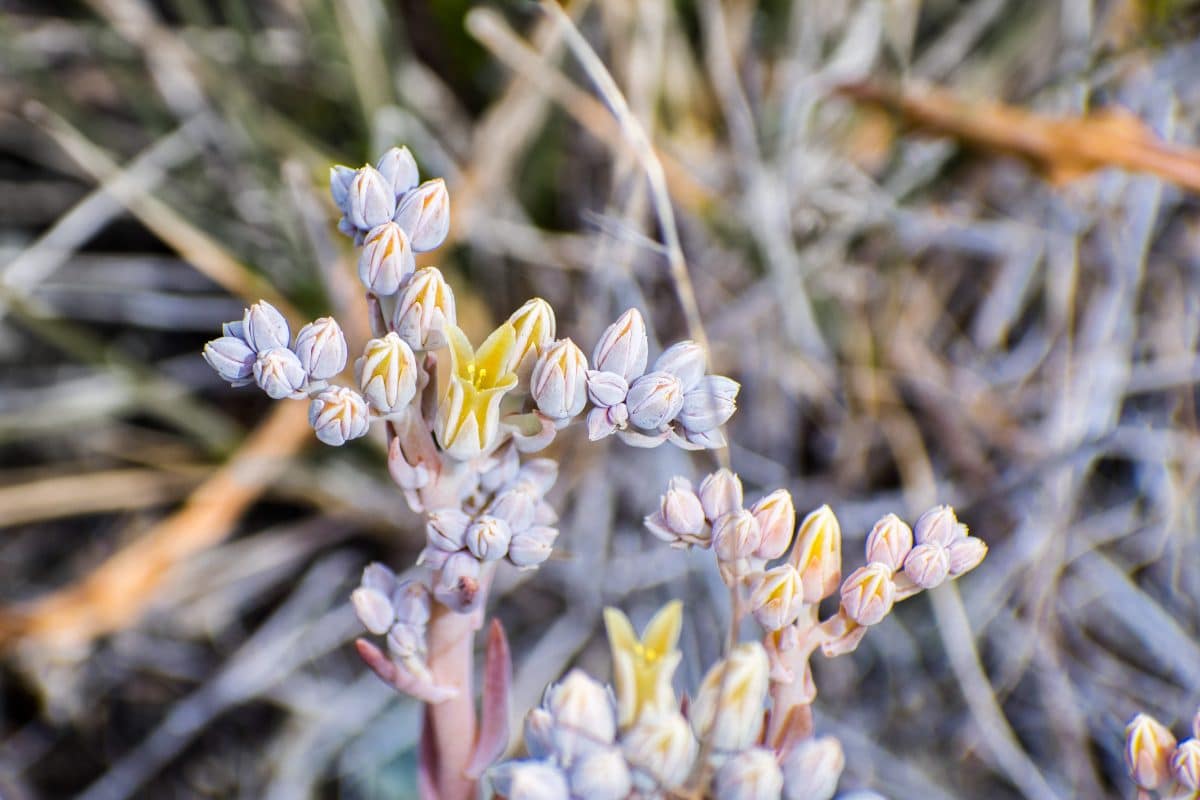 Die seltene und vom Aussterben bedrohte Dudleya aus dem Santa Clara Valley (Dudleya abramsii Rose ssp. setchellii) blüht im Süden der San Francisco Bay Area, San Jose, Kalifornien.