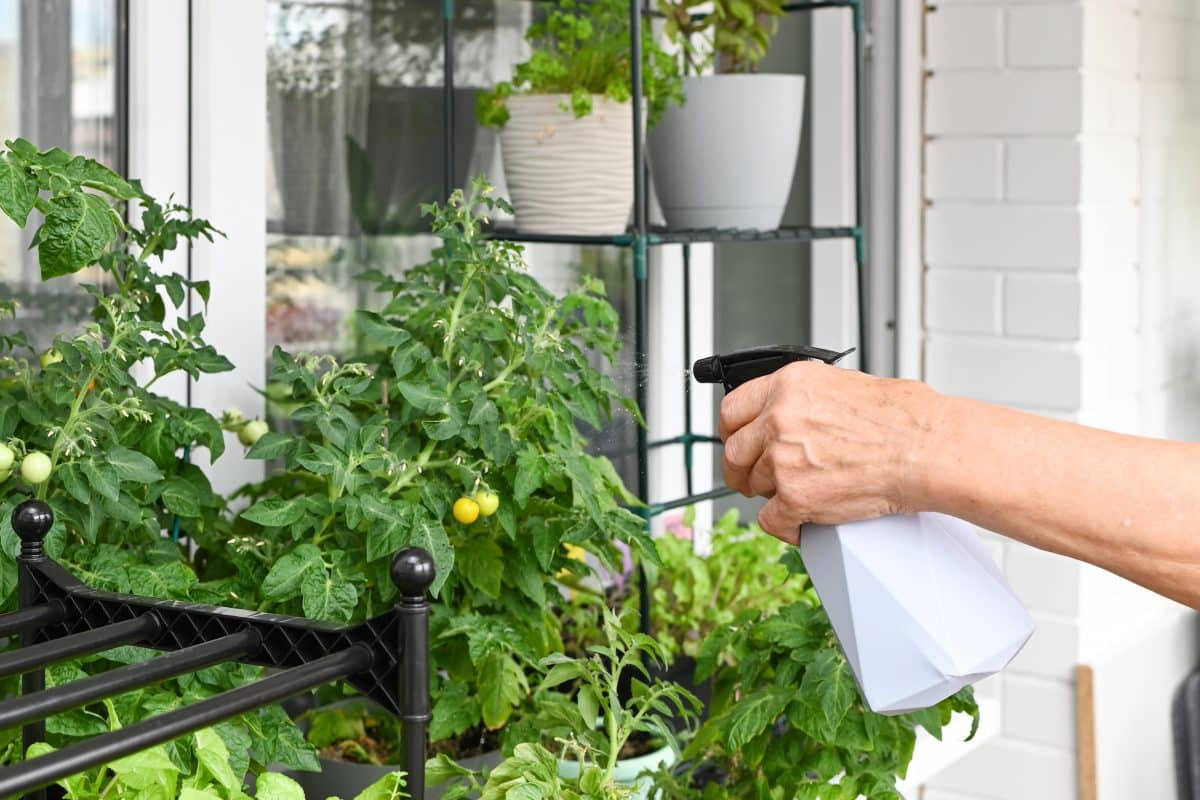Hand besprüht Tomatenpflanzen auf Balkon mit Wasser.